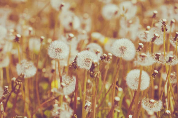 Vintage Sfondo Primavera Floreale Campo Dente Leone — Foto Stock