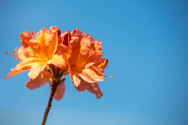 Rhododendron Flores Jardín Contra Cielo Azul Naturaleza Flor Fondo —  Fotos de Stock