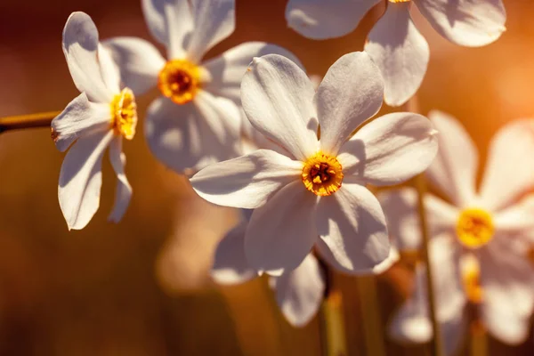 Цветы Фон Цветущий Дикий Нарцисс Цветочный Весенний Фон Природы Винтажный — стоковое фото
