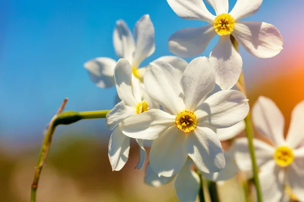 Blommor Bakgrund Blommande Vilda Narcissus Växt Blommig Vår Natur Bakgrund — Stockfoto