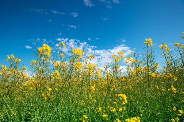 Çiçek Açan Kolza Tohumu Tarlası Mavi Gökyüzüne Karşı Çiçekler — Stok fotoğraf