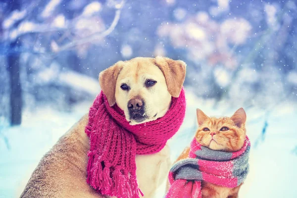 Hund Och Katt Stickad Halsduk Som Sitter Tillsammans Utomhus Snön — Stockfoto