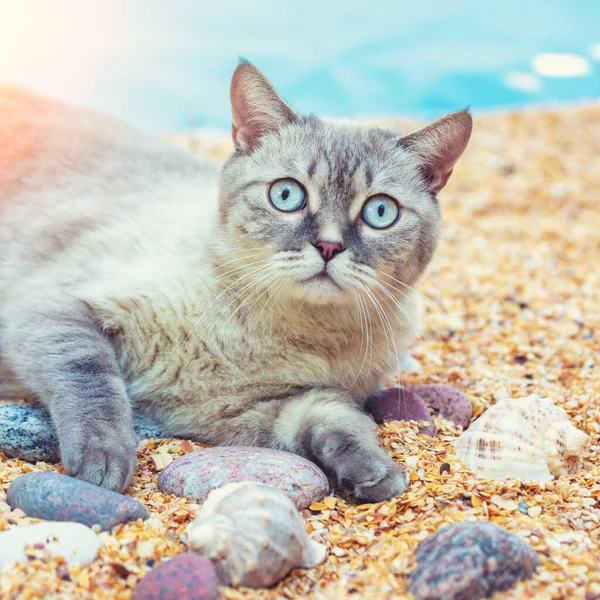 Gato Siamés Relajándose Playa Concepto Verano —  Fotos de Stock