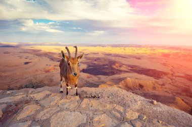 Çölde gün batımı. İsrail, Negev Çölü 'nde Makhtesh Ramon Krateri' nin kıyısında bir Nubiyalı dağ keçisi.