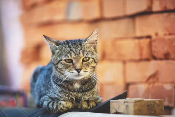 Porträtt Katt Ligger Utomhus Nära Tegelväggen — Stockfoto