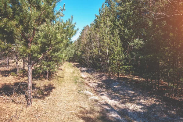 Schotterpiste Kiefernwald Einem Sonnigen Tag — Stockfoto