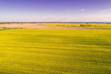 İlkbaharda açan kolza tohumu tarlası. Doğa geçmişi. Üst görünüm