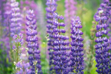 Vahşi Lupinus çiçekleri açıyor. Bahar çiçekleri doğa arka planı