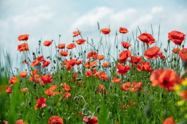 Çiçek açan gelincikler (papaver) tarlası. Vahşi gelincikler mavi gökyüzüne karşı. Çiçek doğa arkaplanı