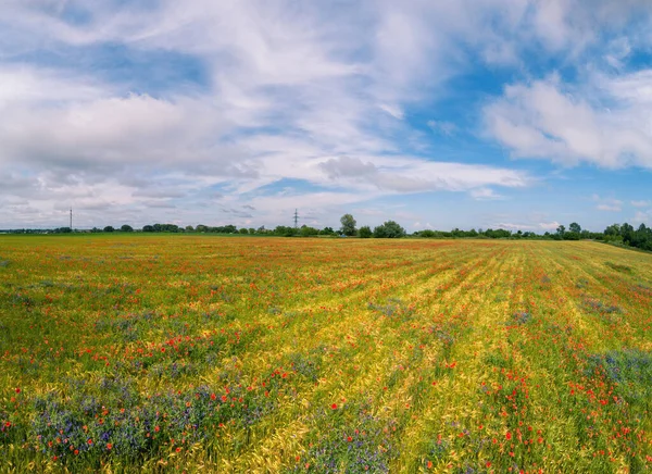 Tarım Arazisi Güneşli Bir Günde Buğday Tarlasında Açan Gelincikler Papaver — Stok fotoğraf