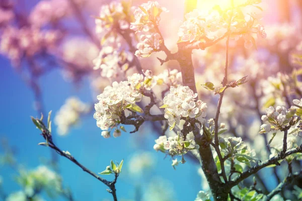 Gökyüzüne Karşı Çiçek Açan Bir Armut Ağacının Eski Dalı Bahar — Stok fotoğraf