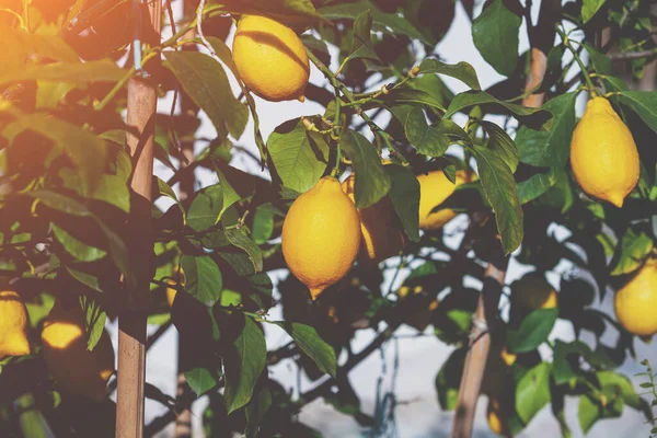 Limon Ağacının Dallarında Sarı Limonlar Doğa Arkaplanı — Stok fotoğraf