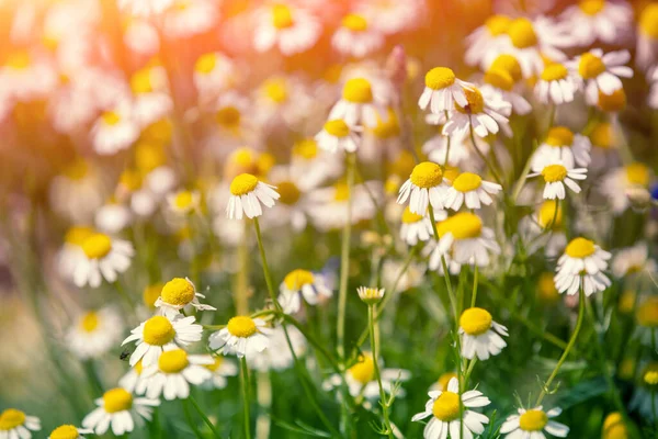 Fiori Camomilla Selvatica Vintage Matricaria Fiori Campo Fiore Bellissimo Sfondo — Foto Stock