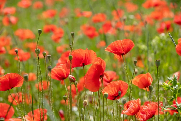 Campo Floreciente Amapolas Silvestres Papaver Fondo Floral Natural — Foto de Stock