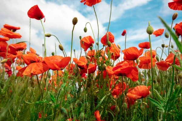 Campo Papoilas Florescentes Papaver Papoulas Selvagens Contra Céu Azul Flor — Fotografia de Stock