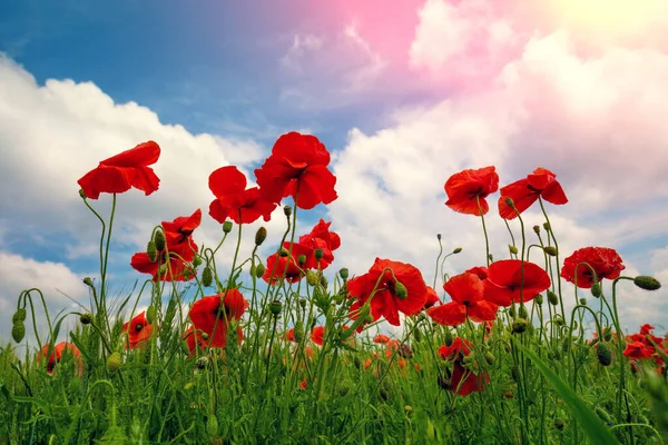 Çiçek Açan Gelincikler Papaver Tarlası Vahşi Gelincikler Mavi Gökyüzüne Karşı — Stok fotoğraf