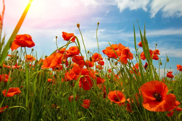 Blossoming Poppies Papaver Field Wild Poppies Blue Sky Flower Nature — Stock Photo, Image