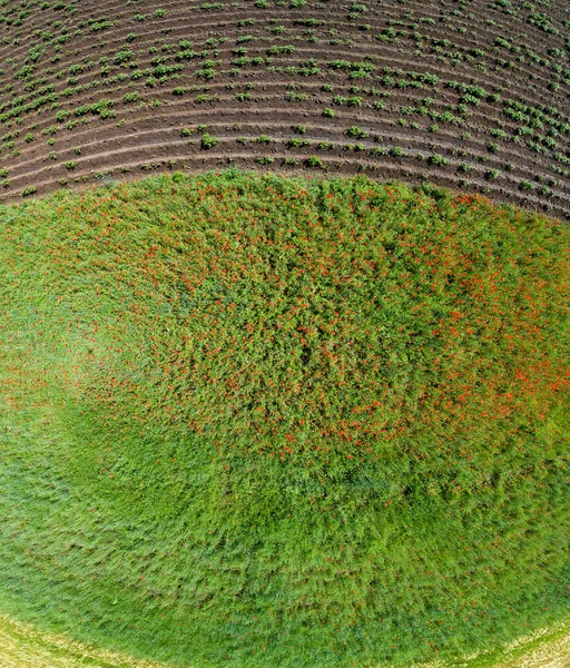 Αφηρημένο Γεωργικό Τοπίο Κάτοψη Σφαιρικό Πανόραμα Αρόσιμο Χωράφι Πράσινες Πατάτες Royalty Free Φωτογραφίες Αρχείου