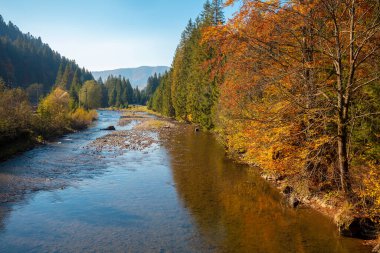 Sonbaharda güneşli bir günde dağ nehri. Doğa manzarası. Karpat Dağları, Ukrayna, Avrupa