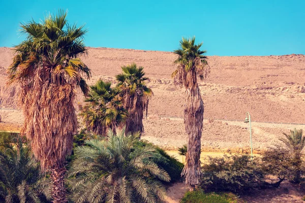 Palmbomen Oase Woestijn Natuurlandschap Ein Gedi Israël — Stockfoto