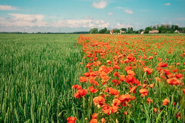 农业景观 艳阳天盛开的罂粟田和绿麦田 — 图库照片