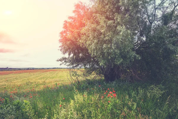 Die Agrarlandschaft Einem Sonnigen Tag Weizenfeld Mit Blühenden Mohnblumen Und — Stockfoto