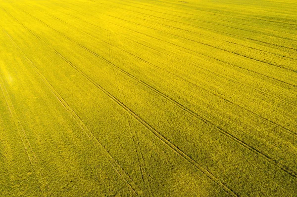 Kwitnące Pole Rzepaku Wiosną Środowisko Naturalne Widok Góry — Zdjęcie stockowe