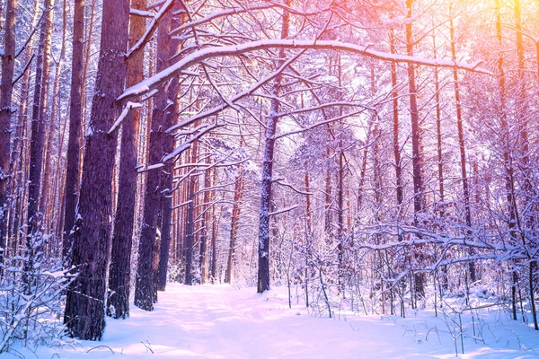 Natura Sfondo Invernale Foresta Innevata Pini Coperti Neve Natura Invernale — Foto Stock