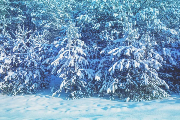 Natur Winter Hintergrund Verschneiter Wald Kiefern Die Mit Schnee Bedeckt — Stockfoto