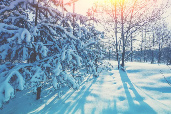 Nature Winter Background Snowy Forest Pine Trees Covered Snow Winter — Stock Photo, Image