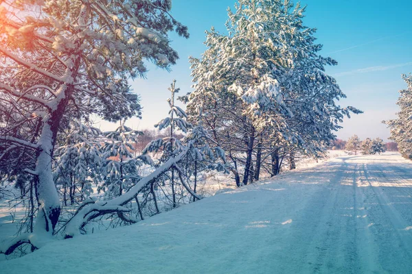 Pinos Nevados Lado Camino Nevado — Foto de Stock