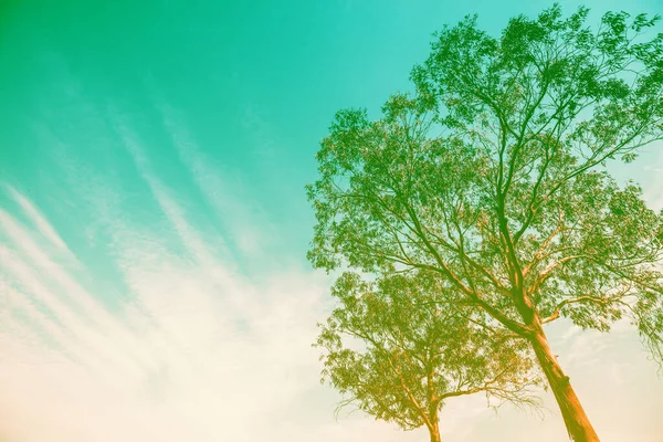 Árvore Eucalipto Contra Céu Gradiente Natureza Fundo — Fotografia de Stock