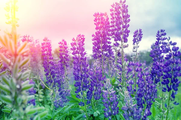 Blühende Wilde Lupinenblüten Frühling Blumen Natur Hintergrund — Stockfoto