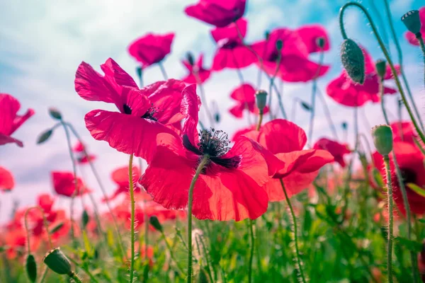 Pole Kwitnących Maków Brukarz Dzikie Maki Przeciwko Błękitnemu Niebu Kwiat — Zdjęcie stockowe