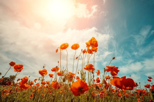 Campo Amapolas Florecientes Papaver Amapolas Salvajes Contra Cielo Azul Fondo —  Fotos de Stock