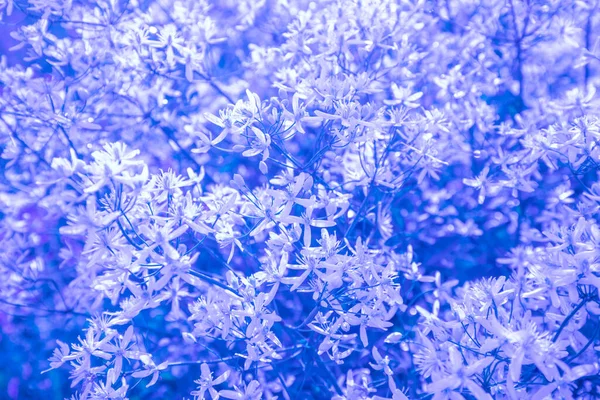 Bloeiende Lentebloemen Prachtige Natuur Achtergrond Blauw Gekleurd — Stockfoto