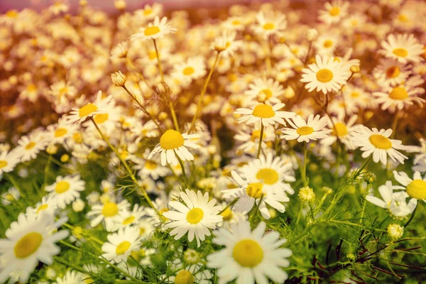 Fleurs Camomille Sauvage Vintage Floraison Fleurs Sauvages Beau Fond Naturel — Photo