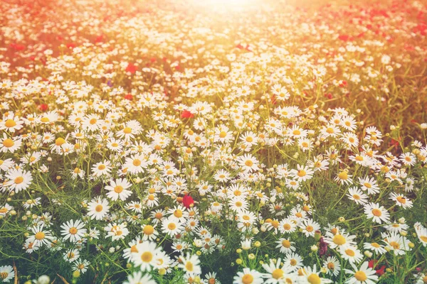 Weinlese Wilde Kamillenblüten Blühende Wildblumen Schöne Natur Hintergrund Matricaria Chamomilla — Stockfoto