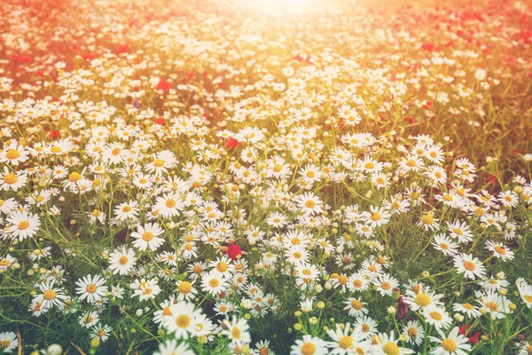 ヴィンテージ野生カモミールの花 野の花が咲く 美しい自然背景 マトリカリア シャモミーラ グラデーションの色 — ストック写真