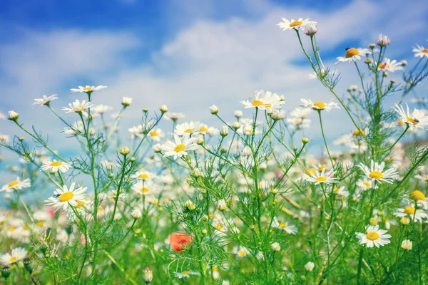 Klasik Papatya Çiçekleri Çiçek Açan Kır Çiçekleri Güzel Bir Doğa — Stok fotoğraf