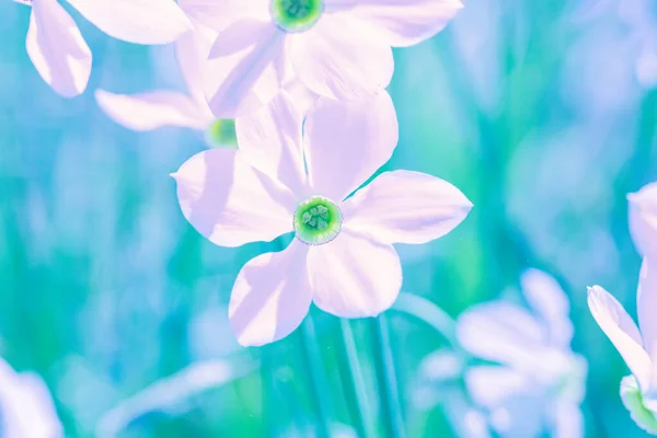 Çiçek Arka Planı Vahşi Narcissus Bitkisi Açıyor Çiçekli Bahar Doğası — Stok fotoğraf