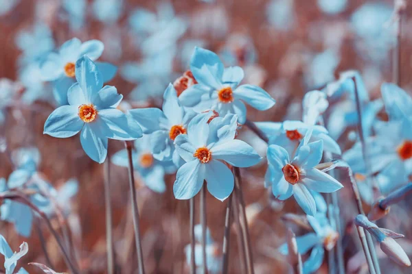 Цветы Фон Цветущий Дикий Нарцисс Цветочный Весенний Фон Природы Винтажный — стоковое фото