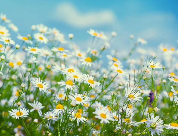 Vintage Wild Chamomile Flowers Blossoming Wildflowers Beautiful Nature Background Matricaria — Stock Photo, Image