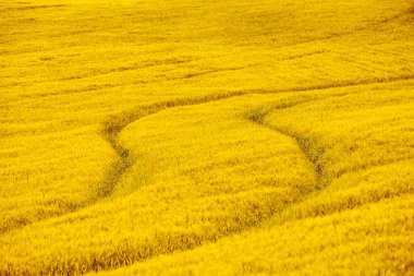 Soyut doğa manzarası. Buğday tarlası dokusu. Doğa manzarası. Tuscany, İtalya 'nın yuvarlanan tepelerindeki güneşli tarlaların manzarası