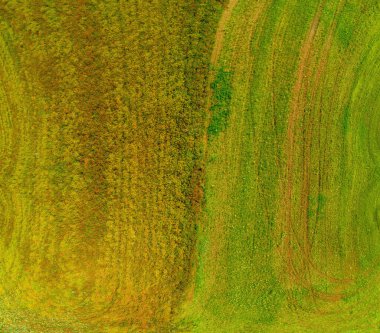 Soyut tarım arazisi. Üst manzara, küresel bir manzara. Güneşli bir günde yeşil patates filizleri ve haşhaş tarlaları olan tarla.