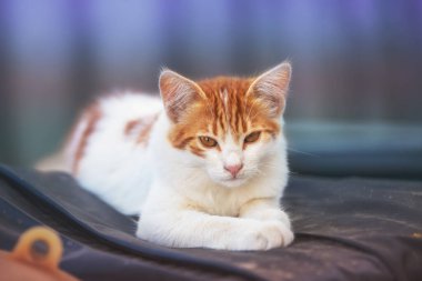 Dışarıdaki küçük kırmızı beyaz bir kedi yavrusunun portresi. Bahçede yatan komik kedi