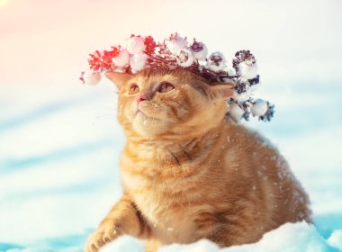 Noel çelengi giyen bir kedi portresi. Kışın karda oturan kedi.