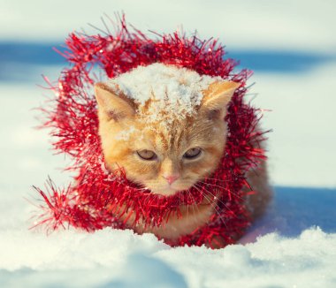 Kızıl Noel süslemelerine dolanmış kızıl bir kedi yavrusunun portresi. Dışarıda karda yürüyen kedi.
