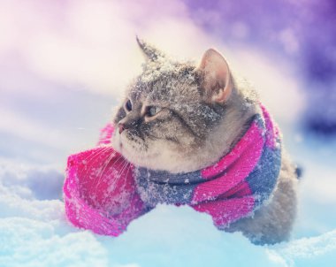 Siyam kedisi karda oturmuş örgü örüyor.