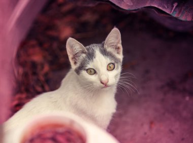 Dışarıdaki gri beyaz kedi yavrusunun portresi. Komik kedi yazın bahçede yürüyor ve yukarı bakıyor.